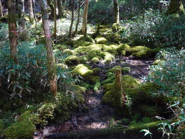 投稿：山の森