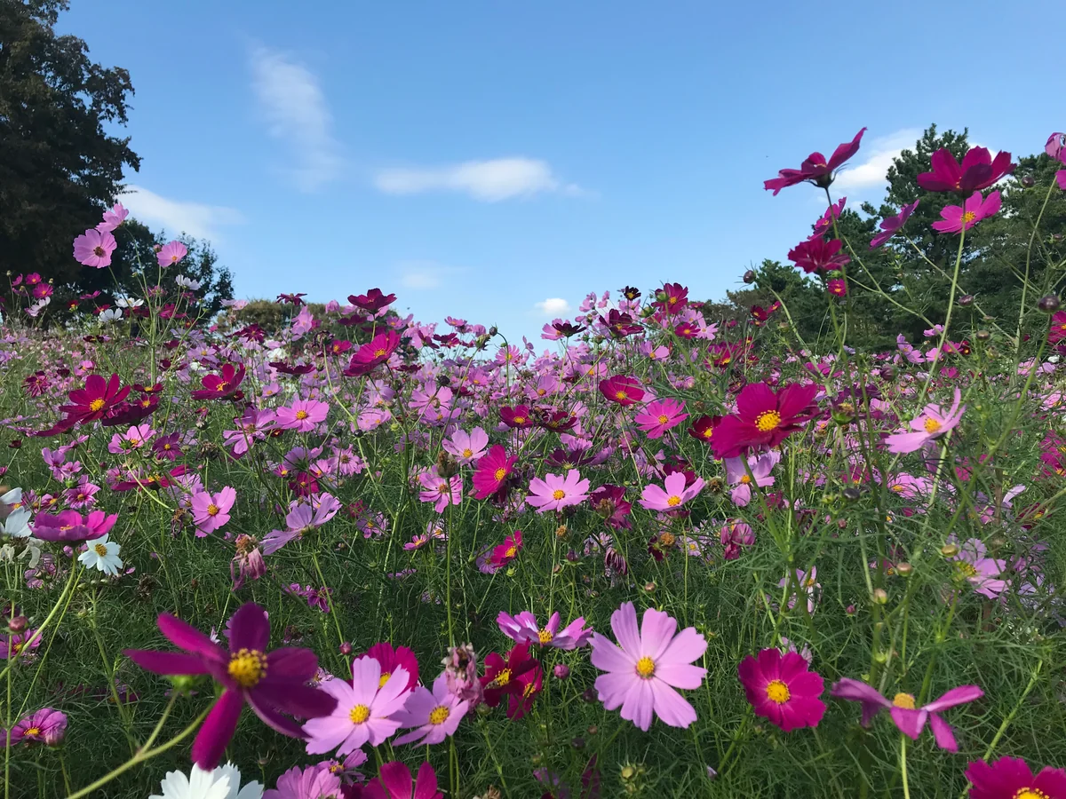 投稿写真：コスモス