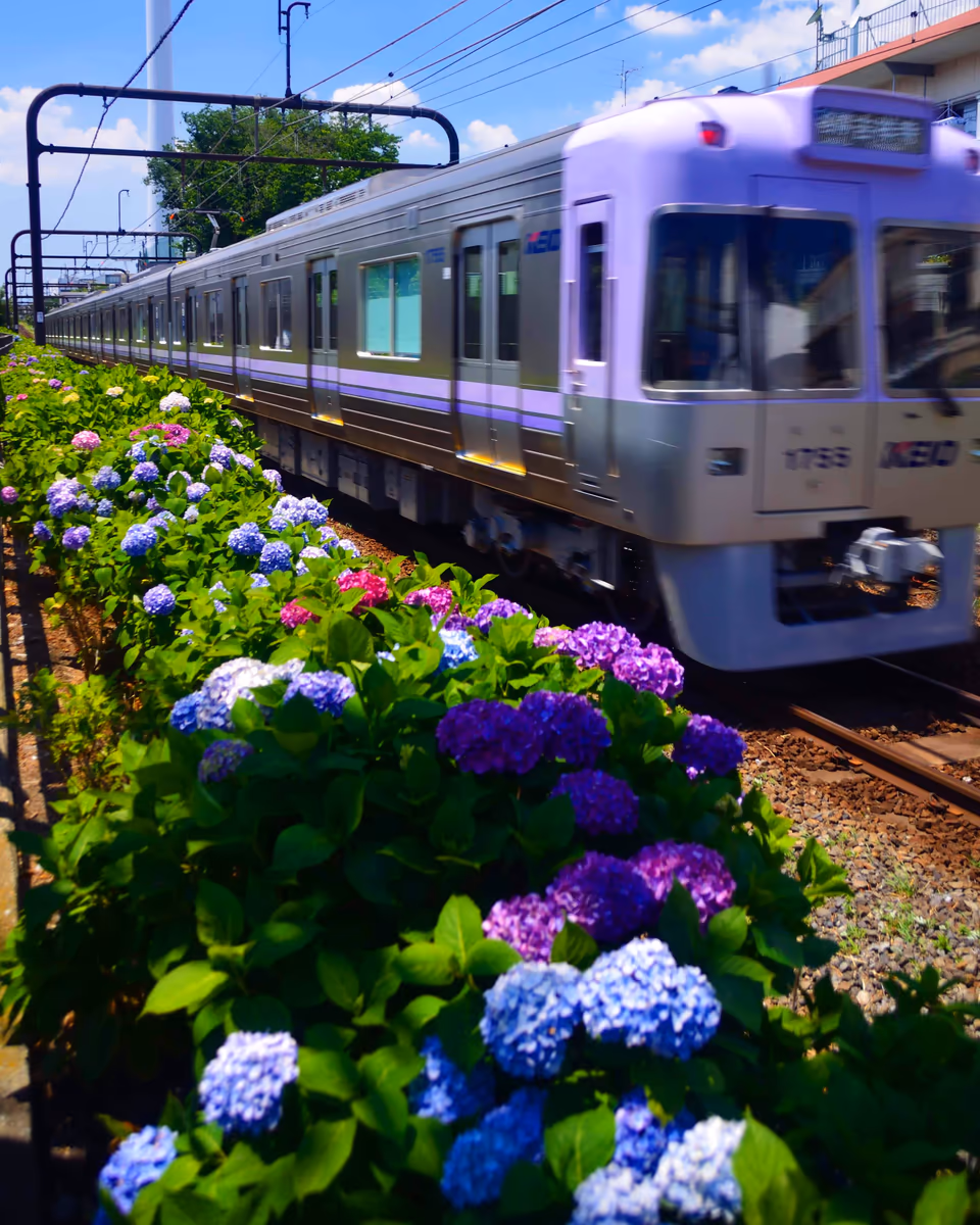 投稿写真：京王電鉄井の頭線　紫陽花鉄道