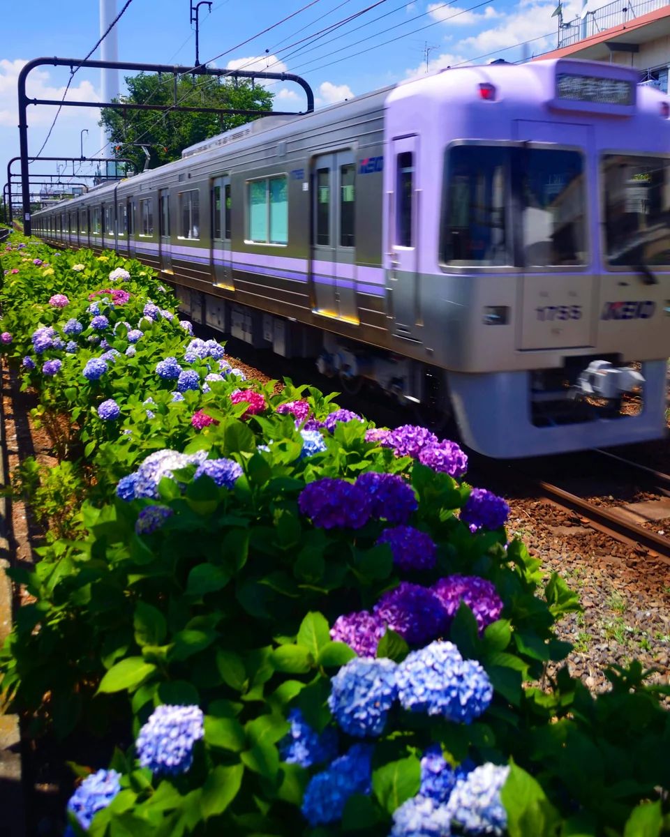 投稿写真：京王電鉄井の頭線　紫陽花鉄道