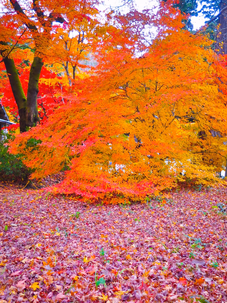 投稿写真：ドウダンツツジの紅葉とモミジの落葉の絨毯