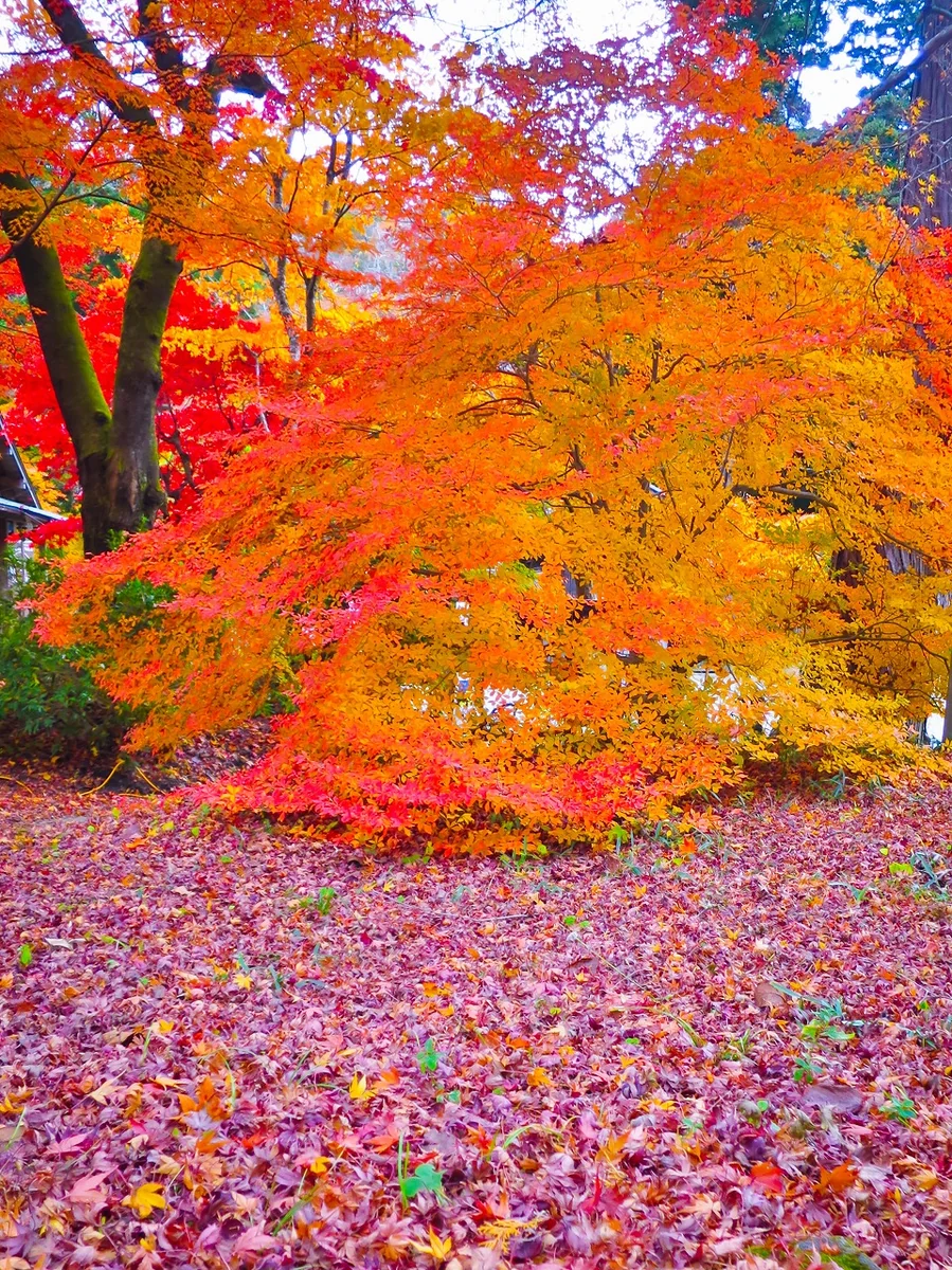 投稿写真：ドウダンツツジの紅葉とモミジの落葉の絨毯