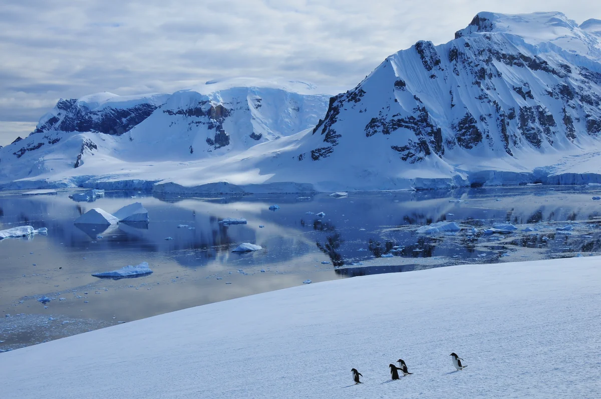 投稿写真：海に向かうペンギン