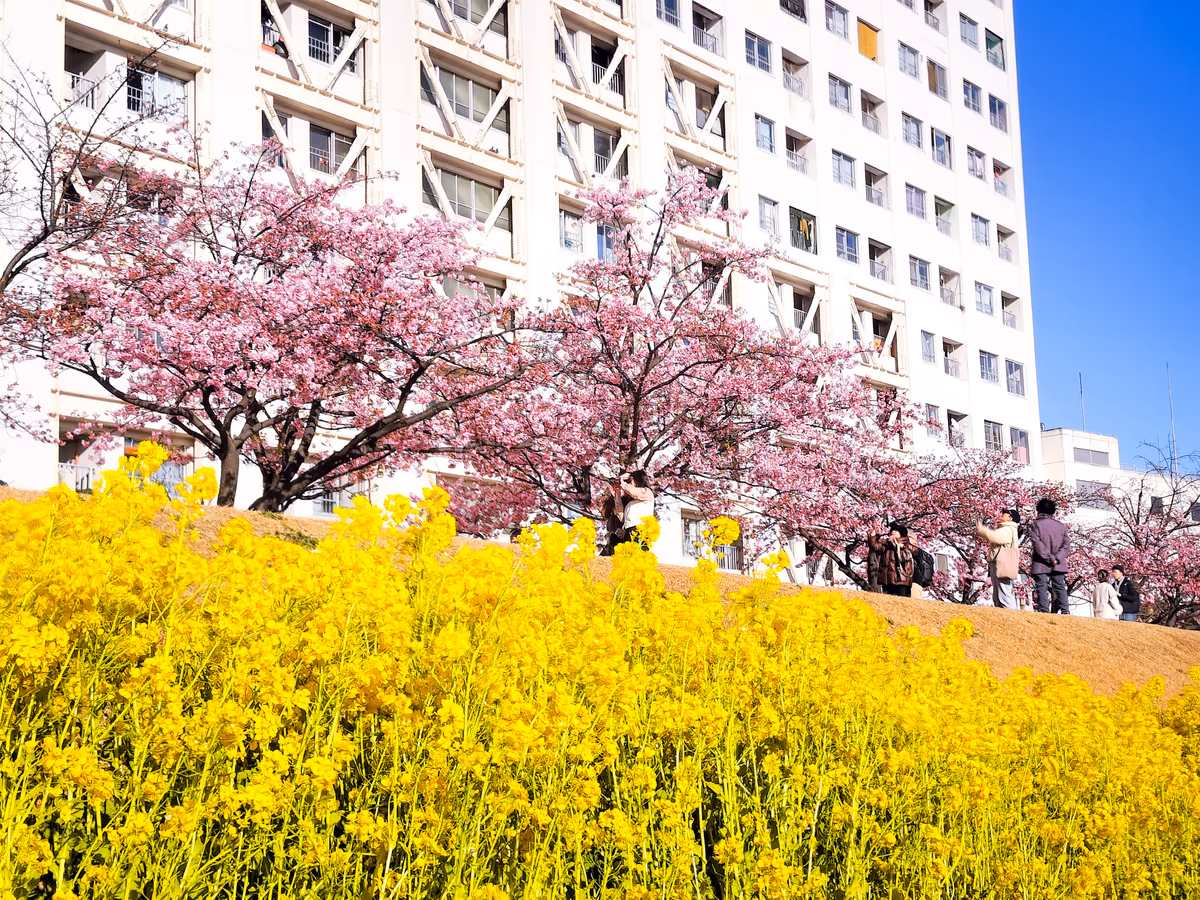 投稿写真：河津桜と菜の花