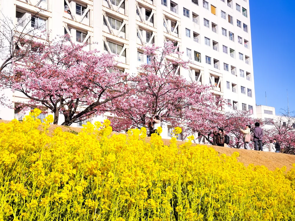 投稿写真：河津桜と菜の花