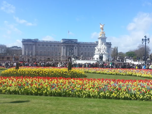 投稿：バッキンガム