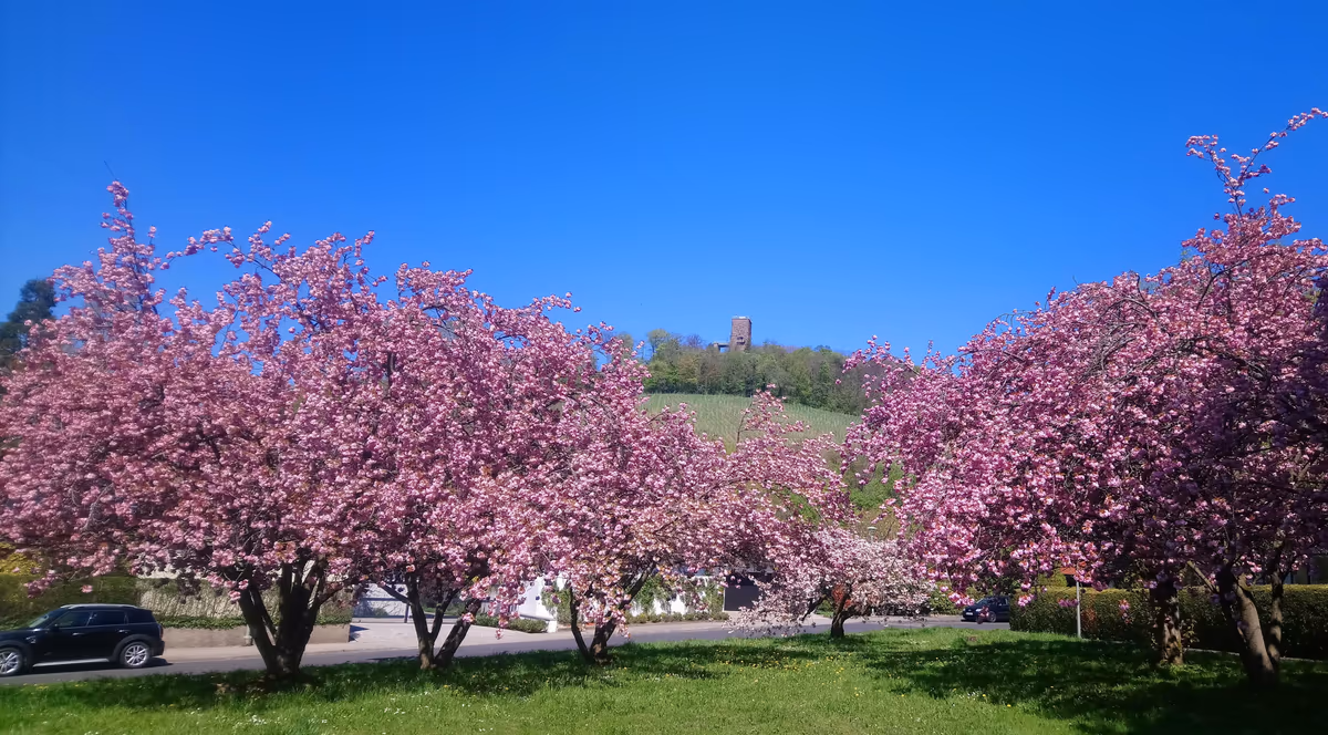 投稿写真：近所の八重桜
