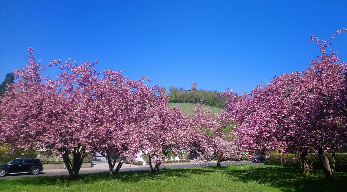投稿写真：近所の八重桜