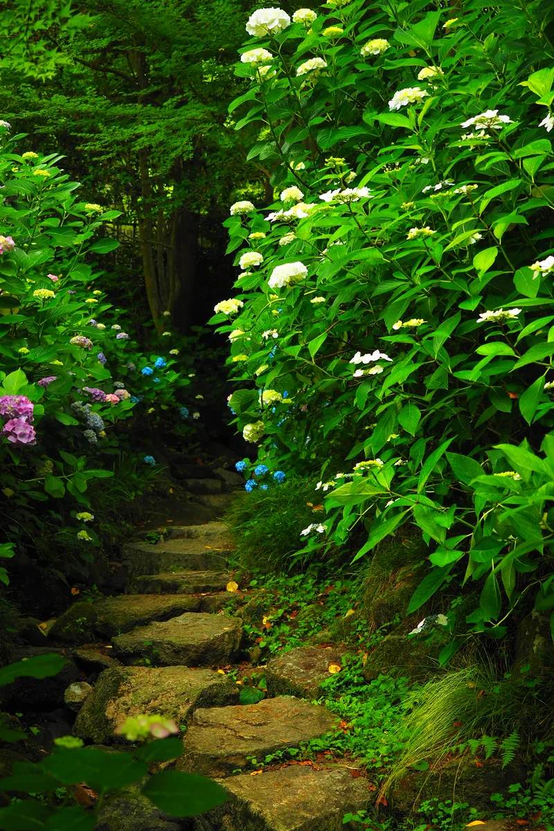 投稿写真：紫陽花の小道