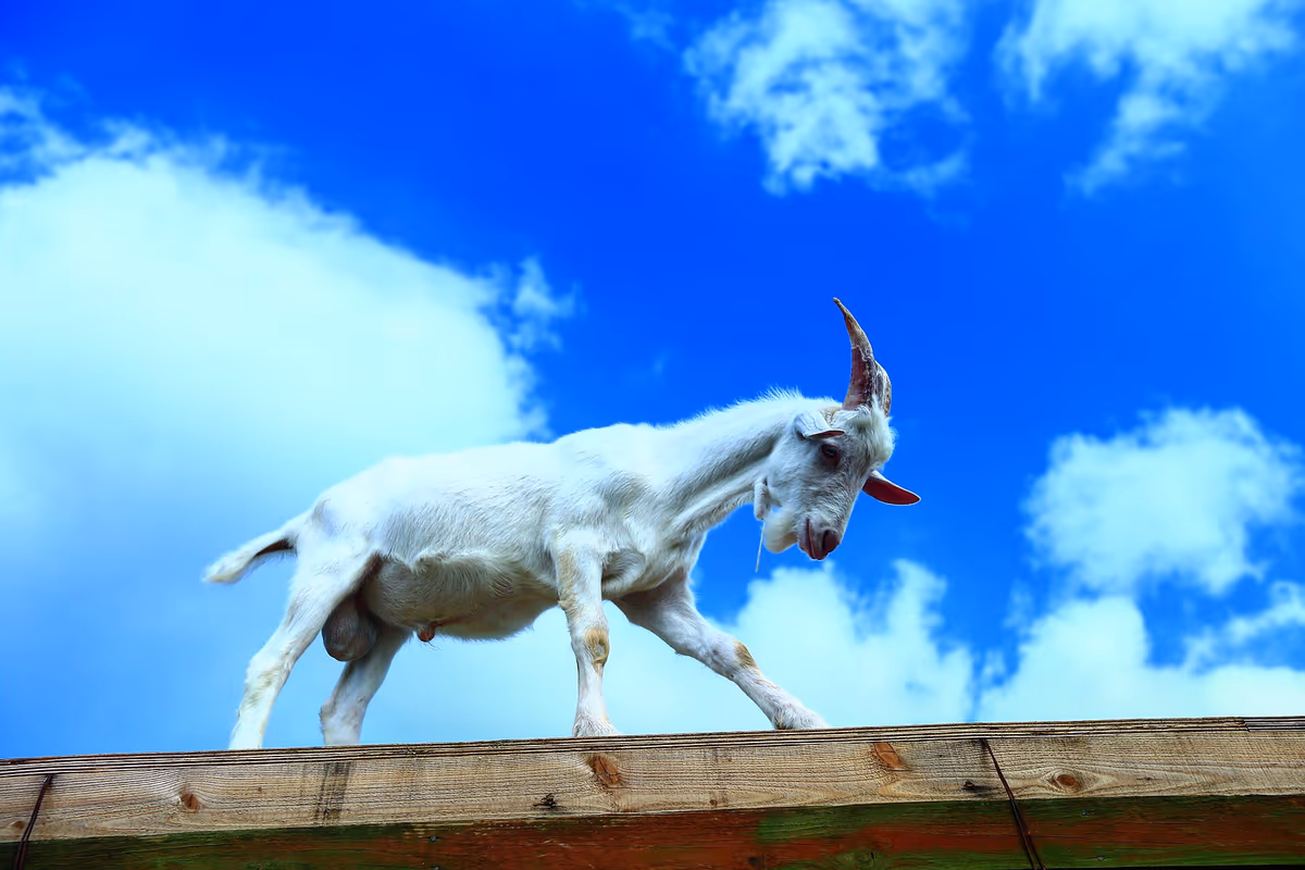 投稿写真：懐っこいヤギ🐐