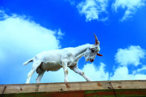 投稿：懐っこいヤギ🐐