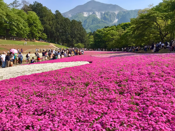 投稿：新緑の山々をピンク色に染めて