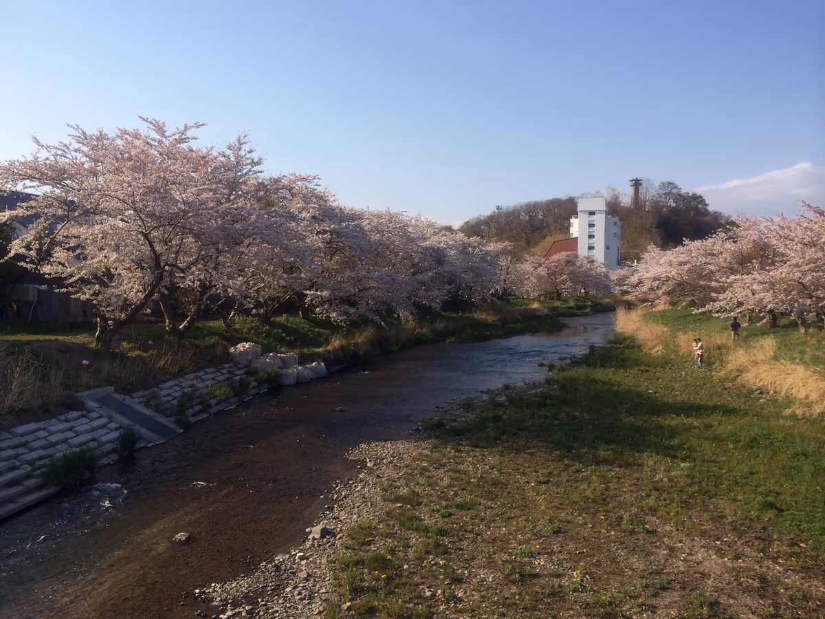 投稿写真：川沿いの桜