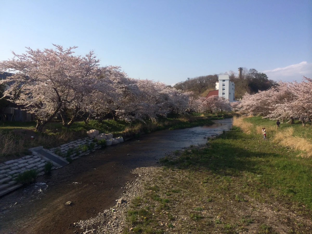 投稿写真：川沿いの桜