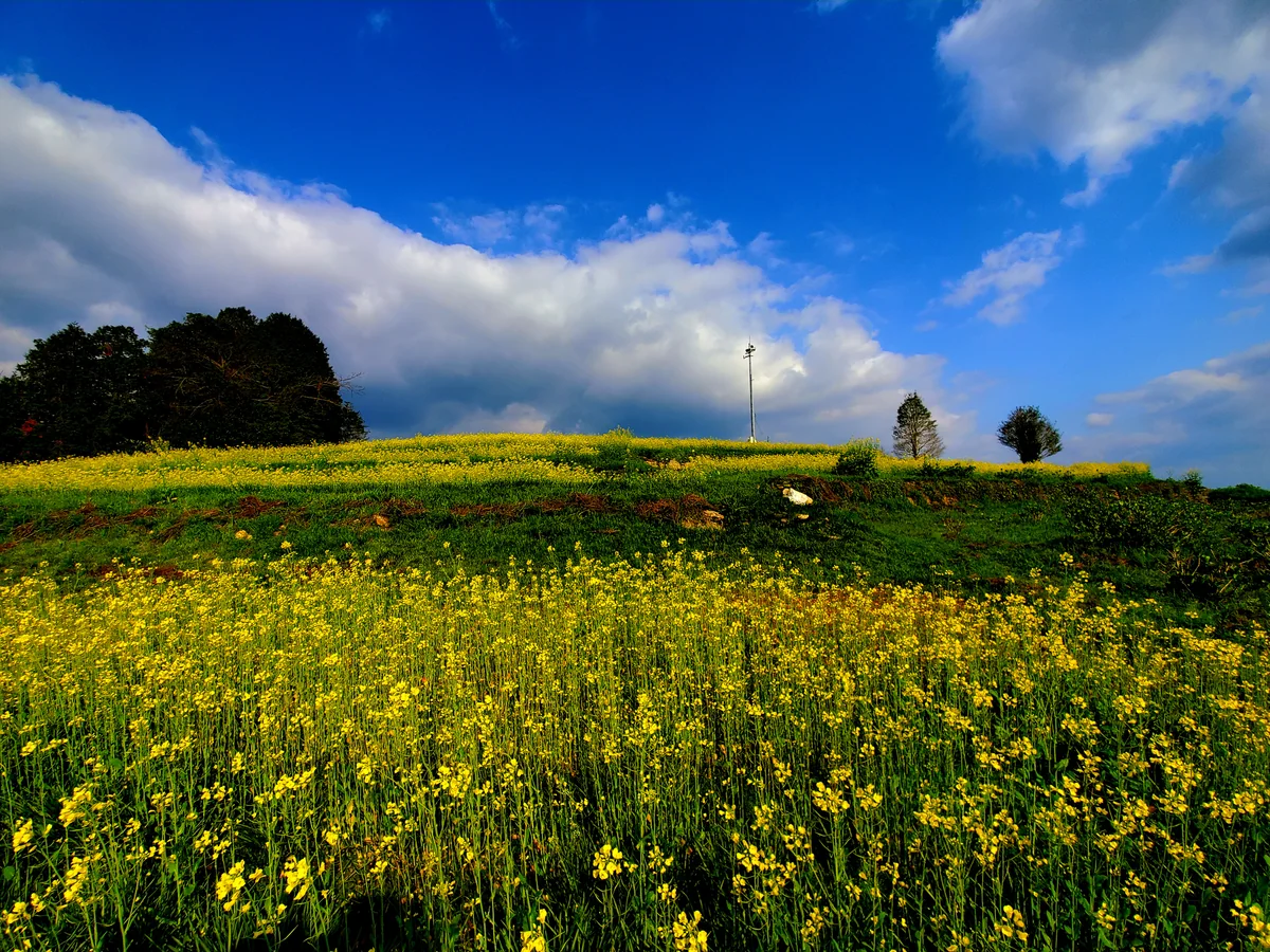 投稿写真：菜の花畑