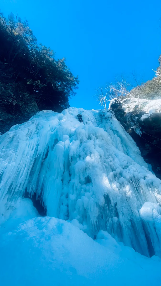 投稿写真：青空に向かって