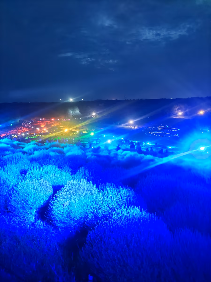 投稿写真：ひたち海浜公園のコキアライトアップ