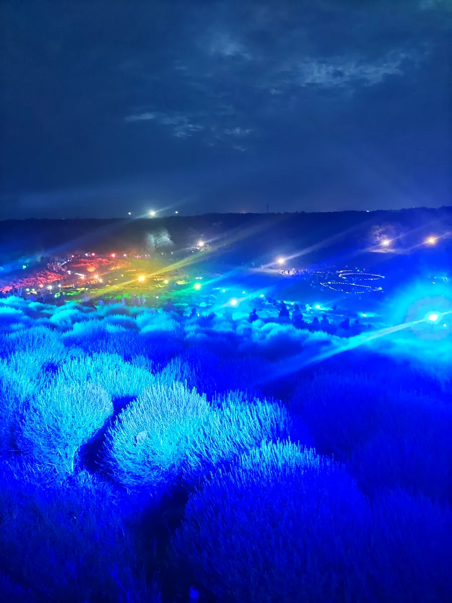 投稿写真：ひたち海浜公園のコキアライトアップ