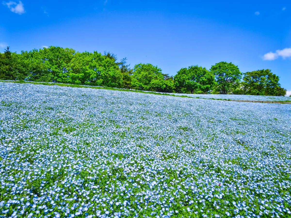 投稿写真：ネモフィラの丘
