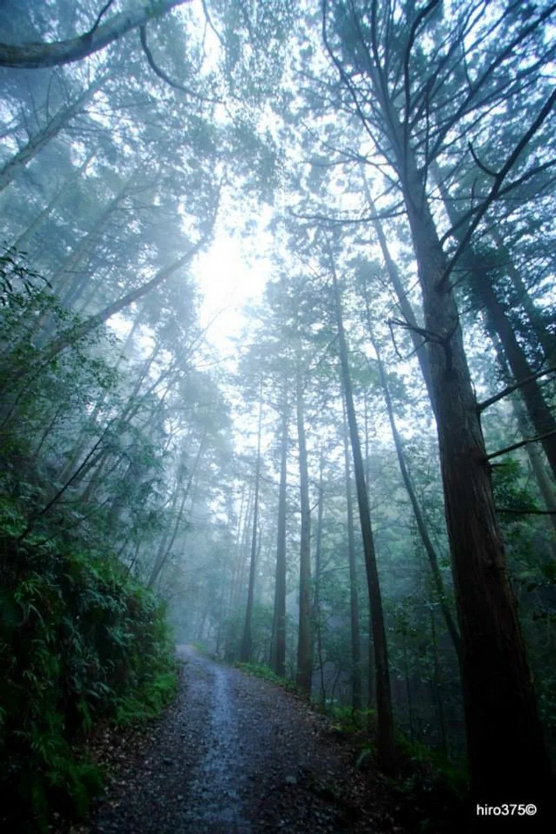 投稿写真：雨に煙る森林