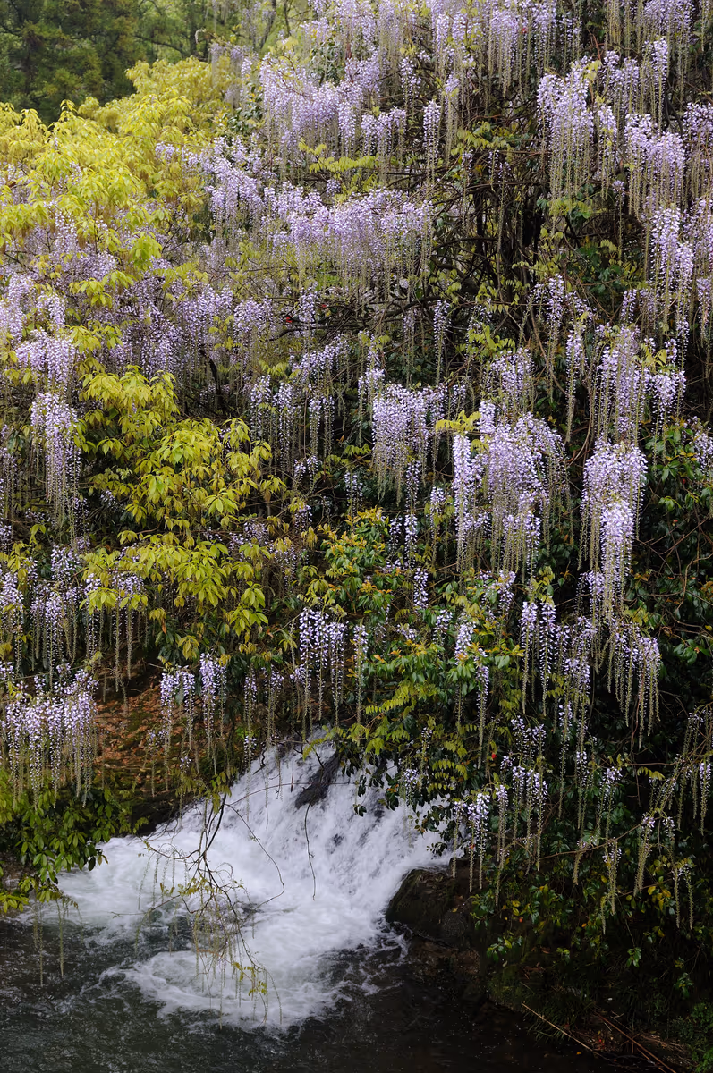 投稿写真：一貫野の藤の花