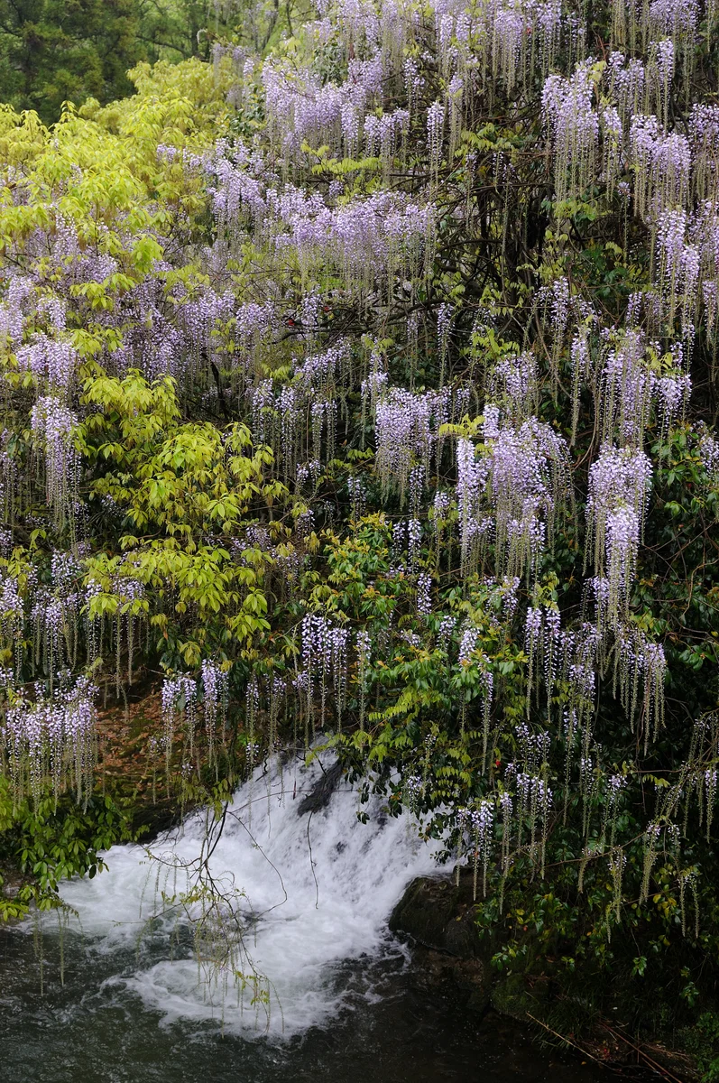 投稿写真：一貫野の藤の花