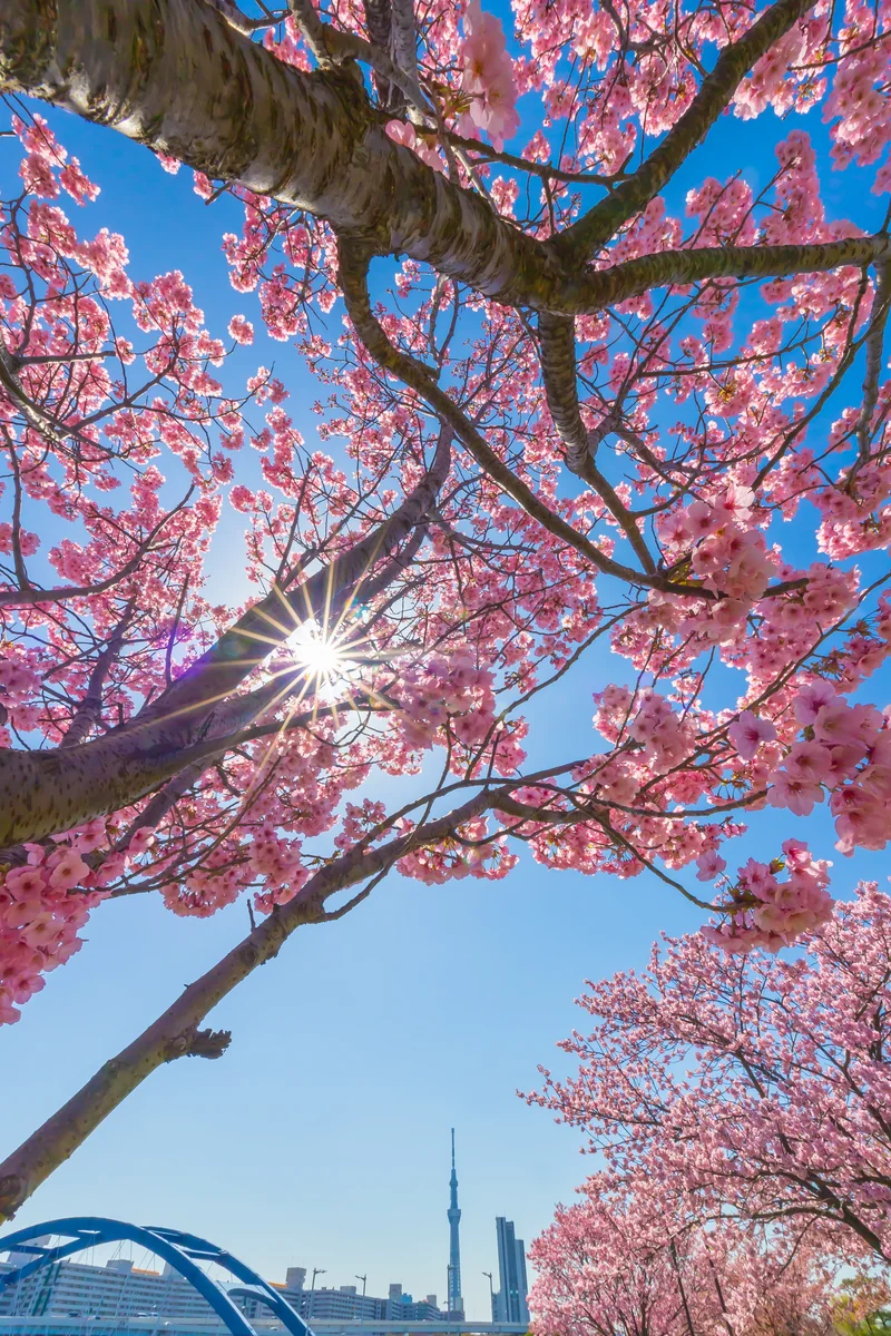 投稿写真：青空に映える、陽光とスカイツリー