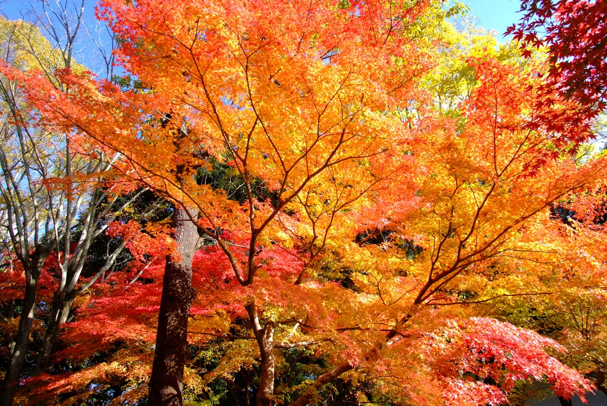 投稿写真：古都の調べー秋ー