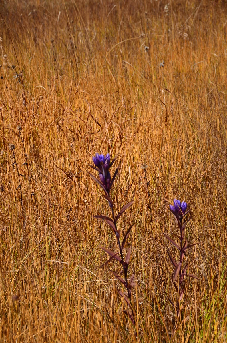 投稿写真：秋の花　リンドウ