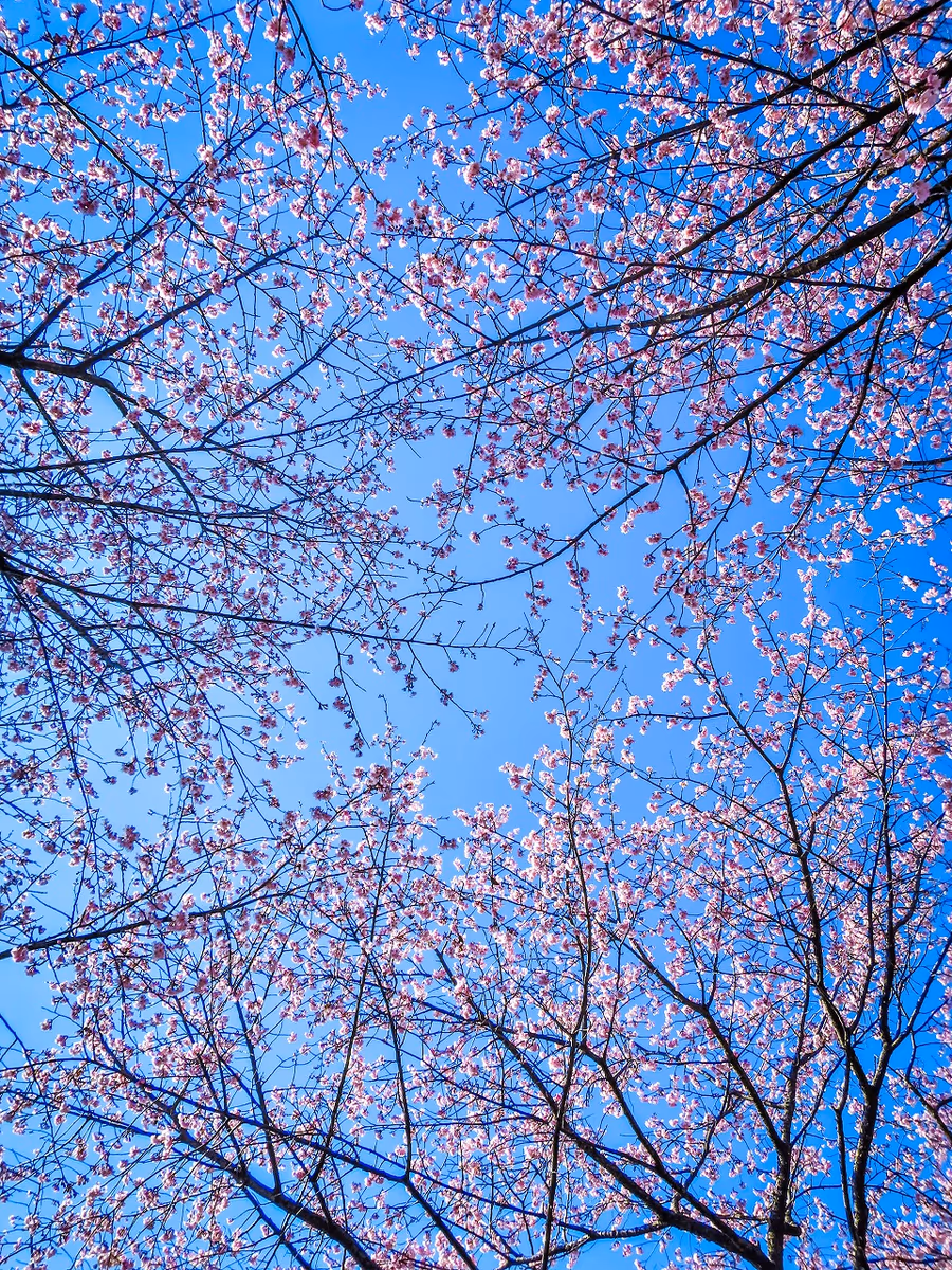 投稿写真：青空に映える安行寒桜