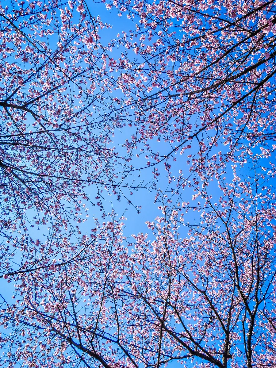 投稿写真：青空に映える安行寒桜