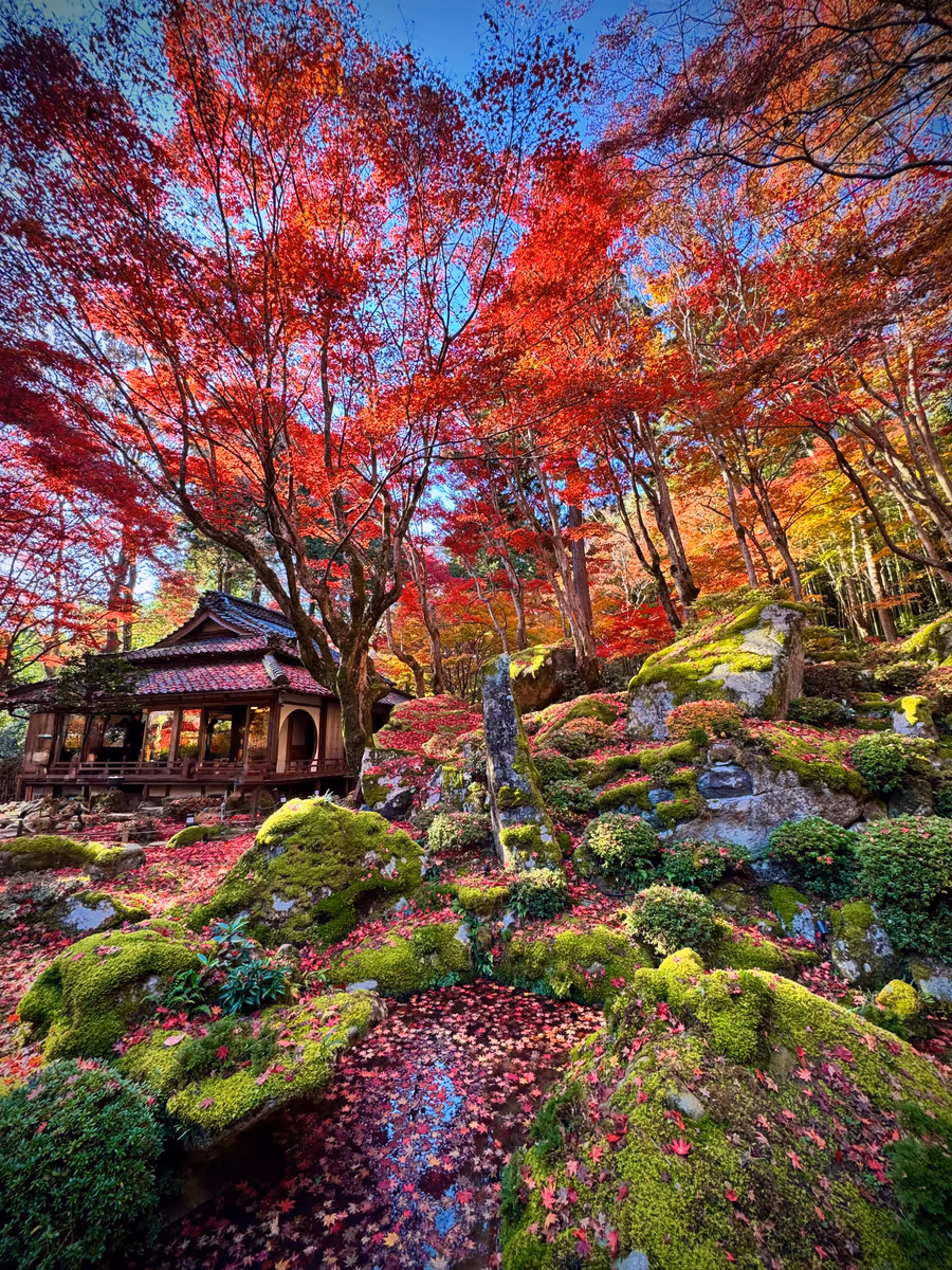 投稿写真：秋の絶景🍁教林坊