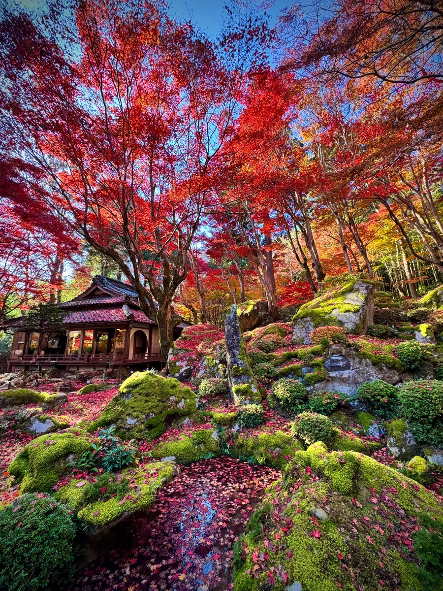 投稿写真：秋の絶景🍁教林坊