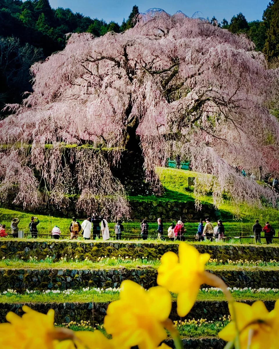 投稿写真：300年静かに里を見下ろし続ける 又兵衛桜