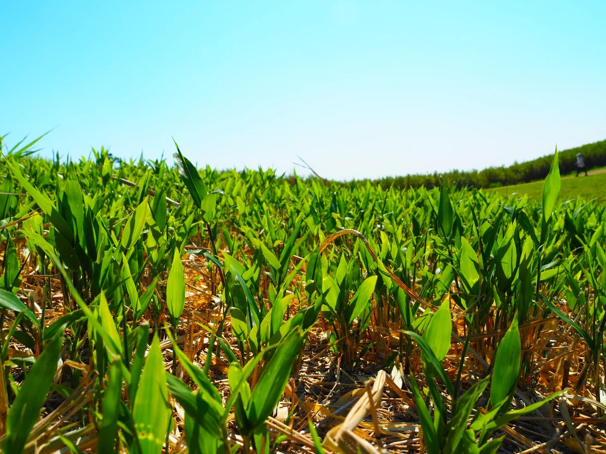 投稿写真：葛城高原