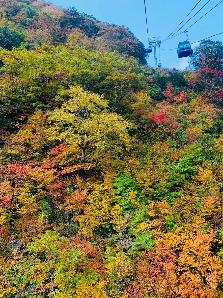 投稿写真：苗場ドラゴンドラからの紅葉