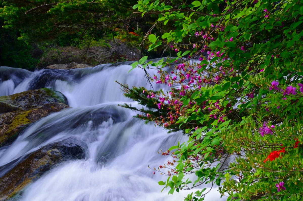 投稿写真：川辺のミツバツツジ