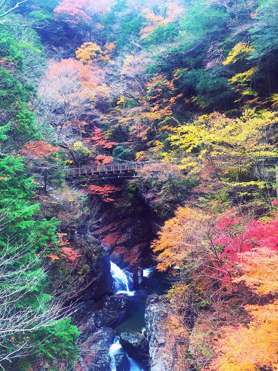 投稿写真：奈良の紅葉