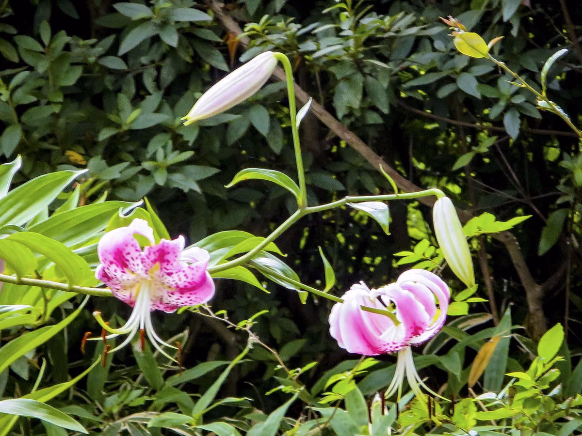 投稿写真：盛夏の昭和記念公園の花々~カノコユリ