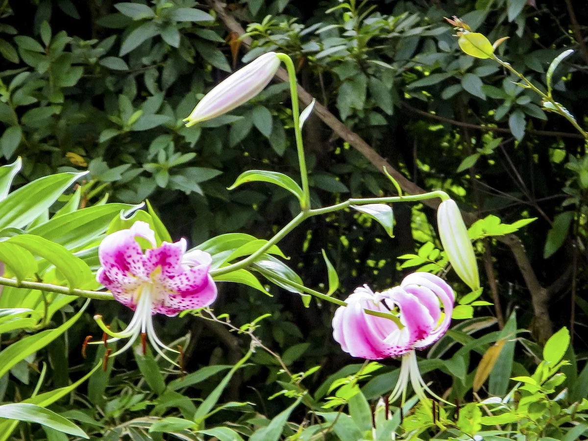 投稿写真：盛夏の昭和記念公園の花々~カノコユリ