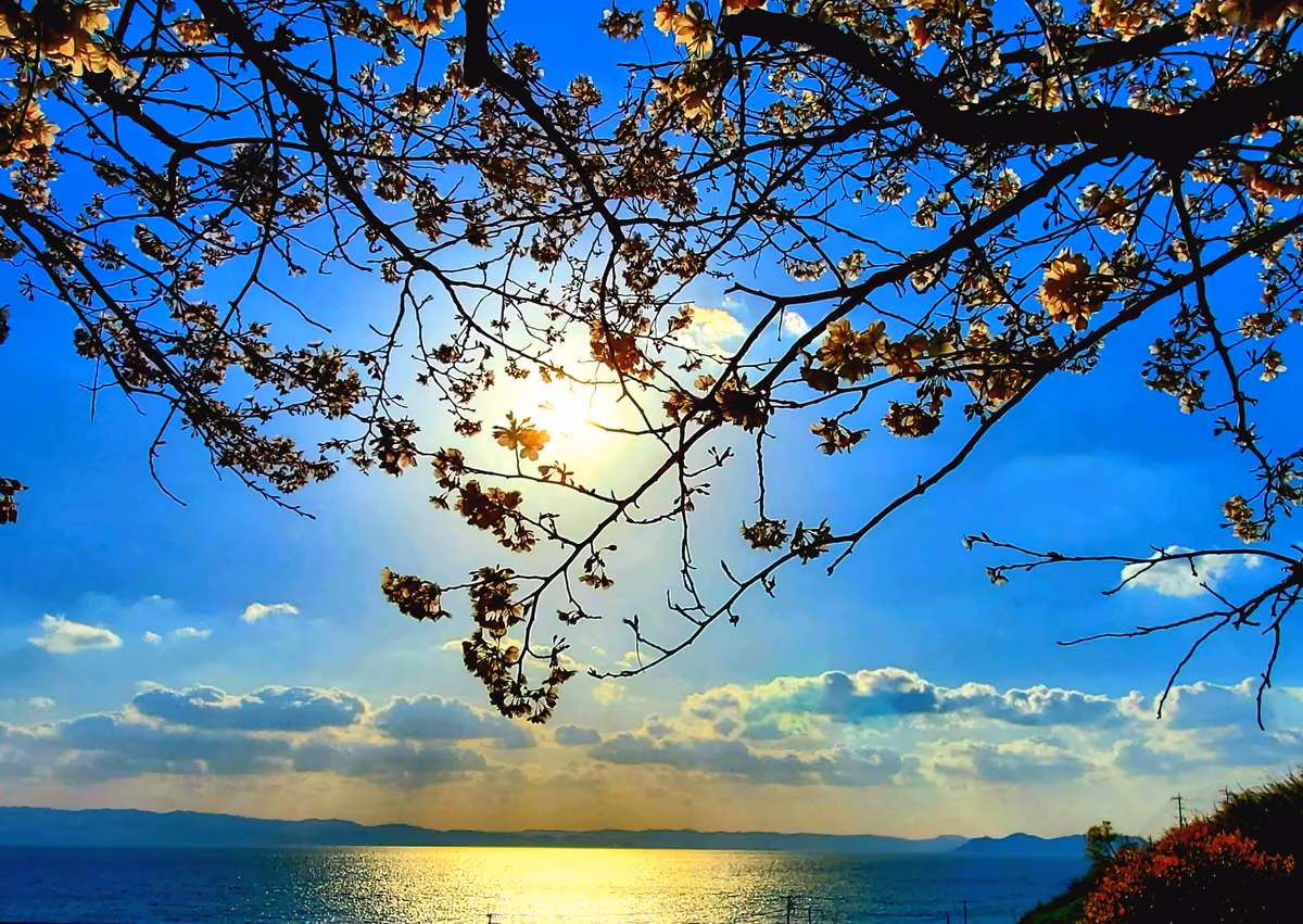 投稿写真：夕陽と桜