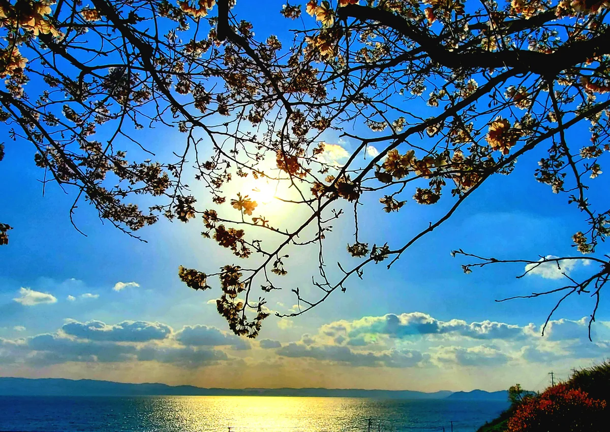 投稿写真：夕陽と桜