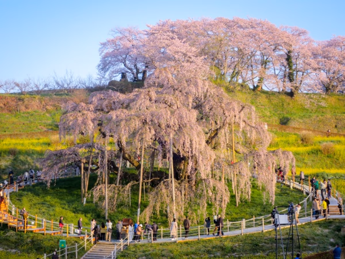 投稿写真：三春の滝桜