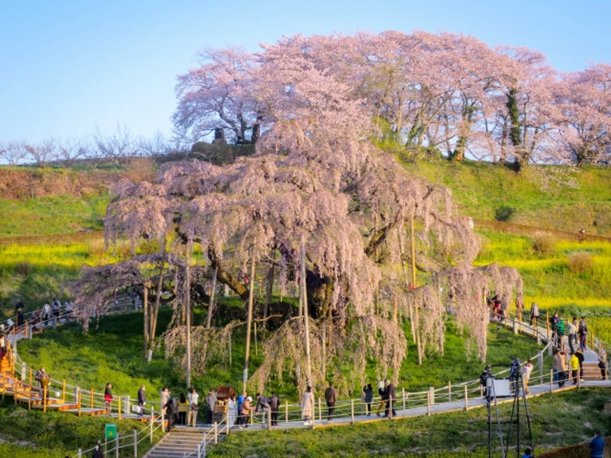投稿写真：三春の滝桜