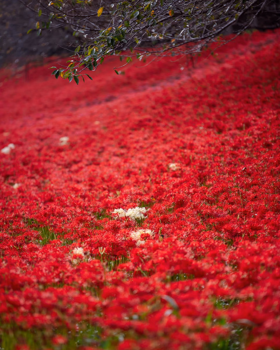 投稿写真：深紅