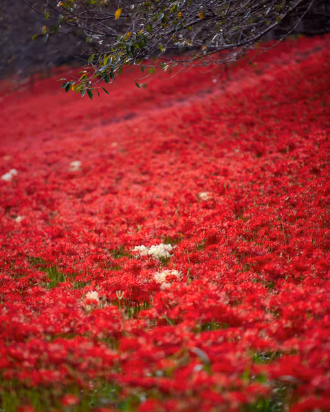 投稿：深紅