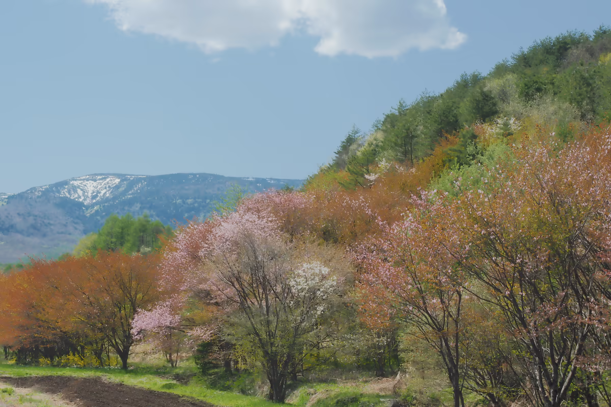 投稿写真：春の山々