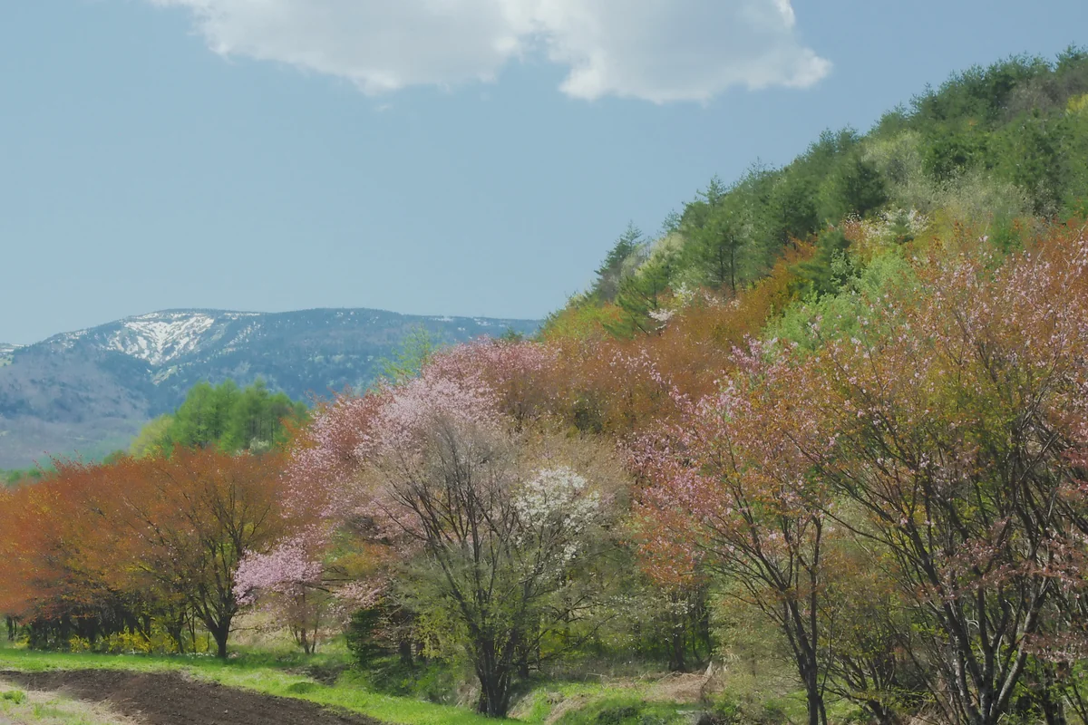 投稿写真：春の山々