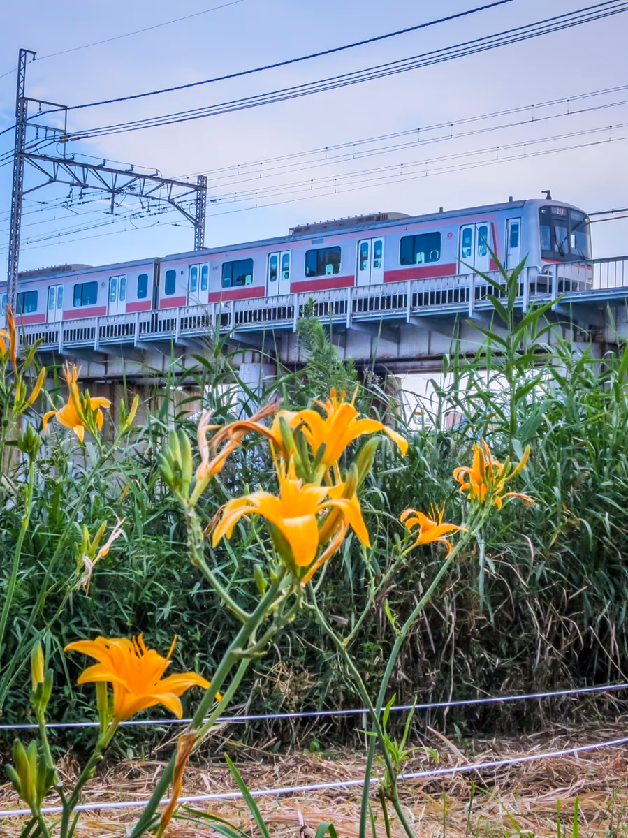 投稿写真：ハマカンゾウと東横線電車
