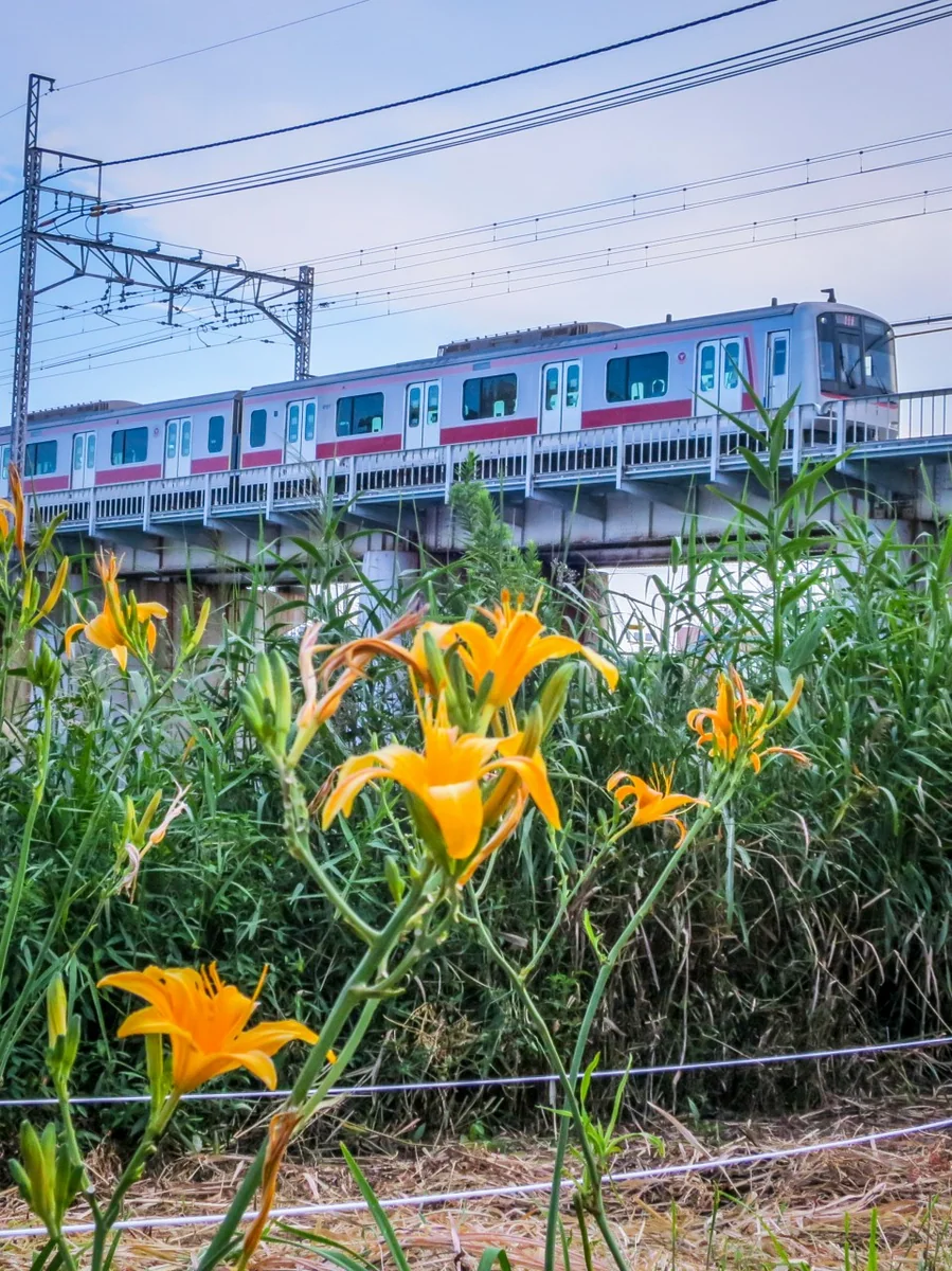 投稿写真：ハマカンゾウと東横線電車